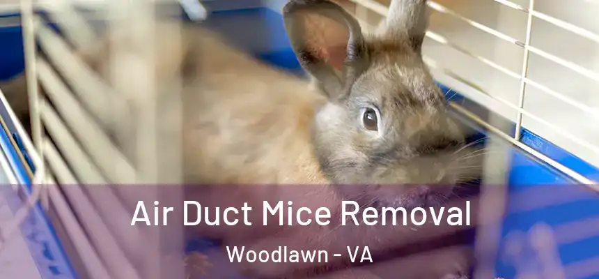  Air Duct Mice Removal Woodlawn - VA
